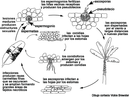 ciclo de la enfermedad (Dibujo courtesia Vickie Brewster)