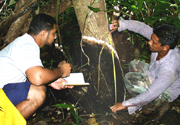 Figure 5. A mycelial crust of Phellinus noxius measuring about 1 m high. (Courtesy F. Brooks)