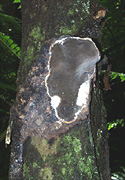 Figure 10. Grayish, fertile pore surface on the underside of sporocarp. Pores are very small, 6-8 per millimeter, and difficult to see without magnification. (Courtesy F. Brooks)