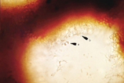 Figure 15. Basidia lining insides of pores on fertile surface of sporocarp (arrow b). Note small, round basidiospores (arrow s) 