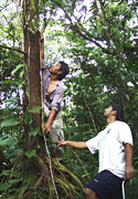 Figure 18. An exceptionally tall mycelial crust growing over 3 m (9 ft) high; crusts of almost 5 m (15 ft) have been recorded. (Courtesy F. Brooks) 