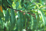 Figure 2. Twig blight and blighted blossoms. (Courtesy D.F. Ritchie)