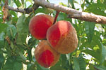 Figure 3. Rot and sporulation on peach fruit. (Courtesy D.F. Ritchie)