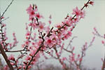 Figure 6. Showy peach blossoms. (Courtesy D.F. Ritchie) 