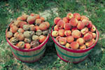 Figure 27. Peach fruit from tree not sprayed with fungicides (left) and from tree sprayed with fungicides (right). (Courtesy D.F. Ritchie)