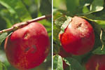 Figure 28. Nectarine fruit inoculated and treated with a fungicide (left) and inoculated and not treated (right). (Courtesy D.F. Ritchie)