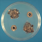 Figure 29. Mycelial growth of fungicide-sensitive (S) and fungicide-resistant (R) isolates of M. fructicola on culture medium amended with a fungicide. (Courtesy D.F. Ritchie)