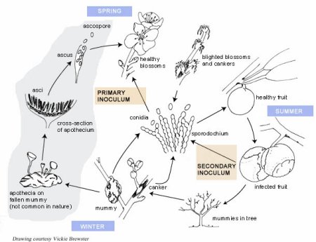 Disease Cycle