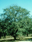 Figure 7. Roots damaged by R. similis block the uptake of water, causing branch tip dieback of orange trees. (Image by S. A. Lew