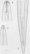 Figure 9. The lip region of a male burrowing nematode is constricted (D), compared to the female head (B); female tail (K). (Ima