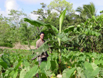 Figure 16. Banana and taro are both hosts to R. similis and sustain its population in the field. (Photo by F. Brooks, used with 