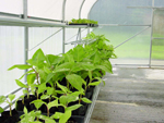 Figure 18. Nematode-free tissue cultured bananas mature in a clean greenhouse environment. (Photo by F. Brooks, used with permis