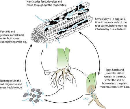 Disease Cycle