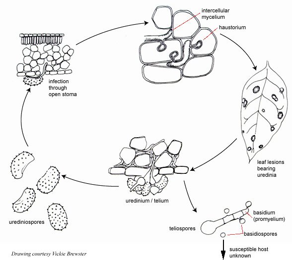 Disease Cycle