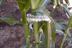 Figure 4. Galls of common smut, Ustilago maydis, on a mid-vein of a corn leaf. (Courtesy J.K. Pataky)