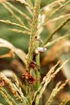 Figure 5. Galls of common smut, Ustilago maydis, can replace individual anthers on corn tassels. (Courtesy J.K. Pataky)