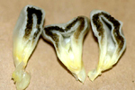 Figure 9. (a, top) Fourteen to 15 days after infection galls begin to have a gray, silvery appearance (b, middle) as streaks of blackened tissues due to formation of teliospores occur in inner portions of galls that have been cut transversely. (c, bottom) Kernel galls are hollow because endosperm and embryo tissues of the kernel do not develop. (Courtesy J.K. Pataky)