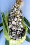 Figure 10. At 16 to 18 days after infection, (a, left) galls retain a semi-fleshy, mushroom-like integrity when (b, right) about 70% of the gall tissue turns black as teliospores form. (Courtesy J.K. Pataky)