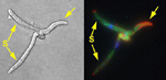 Figure 17. Sporidia (S) that have unlike alleles at the a and b loci are compatible. Under certain nutrient conditions they cease budding, begin secreting pheromones, and produce filaments that orient their growth toward the compatible partner. The mating filaments fuse and form a more vigorous dikaryotic infection filament (arrow). The right panel shows a fluorescent view in which nuclei are blue, microtubules are green, and chitin monomers are red, and probably are an indication of rapid elongation of the infection filament. (Courtesy K.M. Snetselaar)