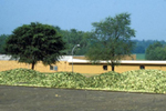 Figure 26. Sweet corn covered with teliospores awaits processing at a plant in Illinois. When sweet corn is harvested mechanically from fields with common smut, husk leaves can become covered with teliospores of Ustilago maydis creating additional costs for processors. (Courtesy J.K. Pataky)