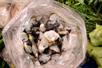 Figure 28. Cuitlacoche (Ustilago maydis) for sale with other mushrooms and vegetables in markets in Mexico City. (Courtesy Vladimir Casteñada) 