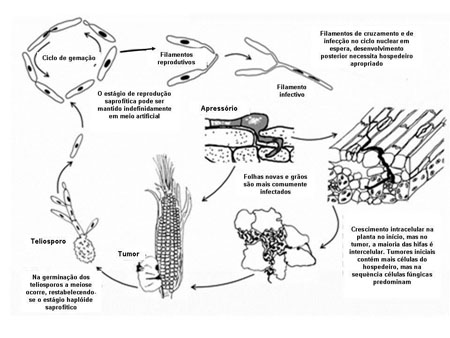 Ciclo da doença