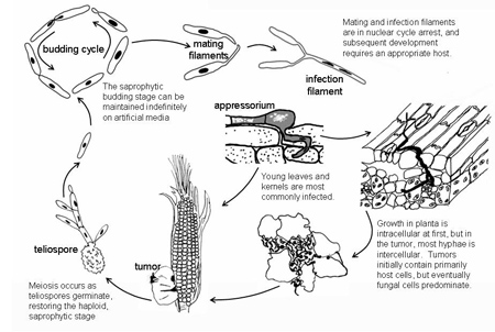 Disease Cycle