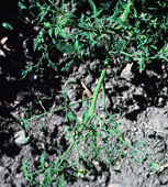 Figure 5. CMV infection of tomato causing “shoestringing” of infected leaves. (Courtesy T. A. Zitter)