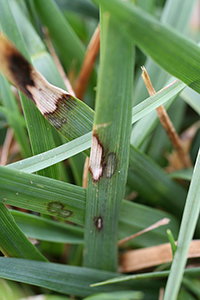 Dollar spot in Kentucky bluegrass. (Courtesy R.W. Smiley)