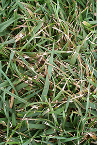 Figure 2. Dollar spot lesions on bermudagrass (Cynodan dactylon). (Courtesy N.R. O’Neill) 