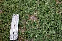 Figure 3. Dollar spot in seashore paspalum (Paspalum vaginatum). Note the sunken appearance of diseased turfgrass. (Courtesy A. Martinez)