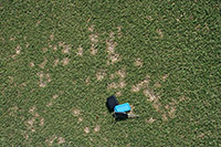 Figure 6. Individual dollar spots are more distinct on turf that is mowed at heights of roughly 9 mm (< 1 inch) as on this creeping bentgrass (Agrostis palustris).Dollar spots in this photo range in size from 2.5-7.5 cm (1.5 – 3 inches). (Courtesy L.L. Burpee) 