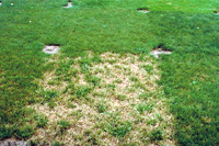 Dollar spot of turfgrass