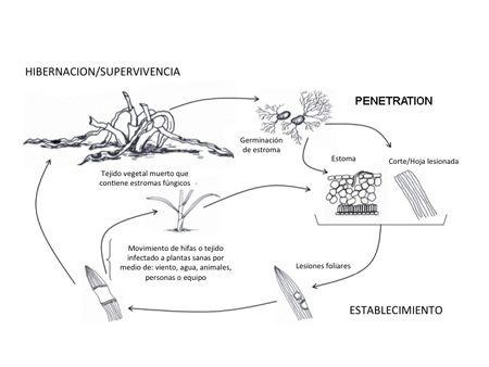 Disease cycle