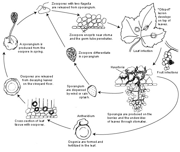 Disease Cycle