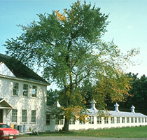 Figure 1. Advanced symptoms of Dutch elm disease in several branches of an American elm. (Courtesy R.J. Campana)