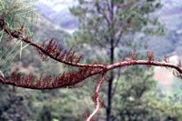 Figure 7. Aerial shoots of Oaxacan dwarf mistletoe (Arceuthobium oaxacanum) emerging from a systemic infection as evidenced by t