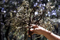 Figure 9. Single, massive, aerial shoot of large-stemmed dwarf mistletoe (Arceuthobium globosum subsp. grandicaule). [courtesy F