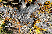 Figure 11. Local infection by southwestern dwarf mistletoe on ponderosa pine with aerial shoots of several ages and basal cups o