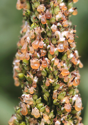 Figure 10. Honeydew stage of sorghum ergot. 