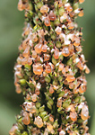 Figura 12. Fase de “néctar” del cornezuelo del sorgo. (Cortesía de G. Odvody)