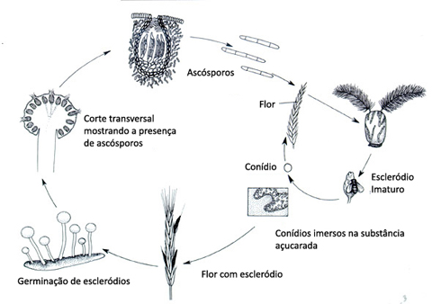 Disease Cycle