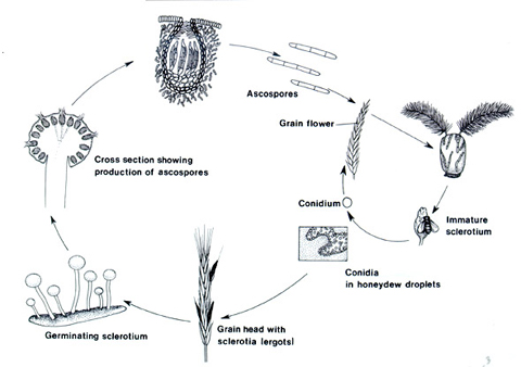 Ciclo de la enfermedad