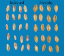 Figura 6. Sementes de trigo sadias e gibereladas. (Cortesia D. Schmale III)