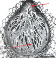 Figura 10. Seção transversal de um peritécio de Gibberella zeae apresentando ostíolo (seta acima) e ascas com ascósporos (seta abaixo). (Com permissão de F. Trail e R. Common. Perithecial development by Gibberella zeae: a light microscopy study. Mycologia 92:130-138. 2000. © Mycological Society of America.)