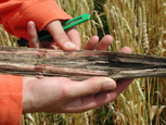 Figura 12. Resíduos de milho colonizados por Fusarium graminearum freqüentemente apresentam coloração rosada. (Cortesia D. Schmale)