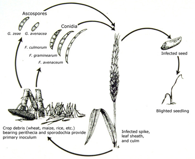 Ciclo da Doença