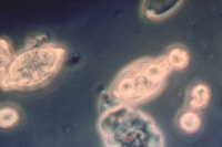 Figure 16. Zoospores emerging from a sporangium. (Courtesy H. D. Thurston)