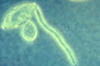 Figure 17. Germinating sporangium. (Courtesy H. D. Thurston)