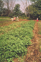 Figure 23. Cultivars with high levels of general resistance to late blight in a breeding program compared to bordering rows of susceptible commercial cultivars. (Courtesy G. L. Schumann)